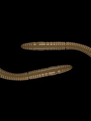 Nejlepší Volba Libra Lures Fatty D´Worm Tournament 55mm 038 Brown Sýr 12ks