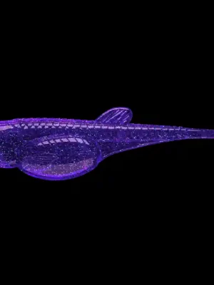 Akce Libra Lures Embrion Shad 7,6cm 020 Electro 1ks