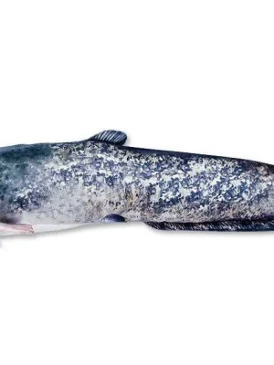 Polštář Sumec - The Wels Catfish 115cm Pouze Dnes